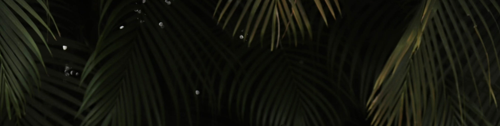 Friends of the Brand with Lea Rose